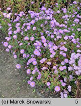 Symphyotrichum novi-belgii Patricia Ballard