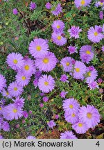 Symphyotrichum novi-belgii Patricia Ballard