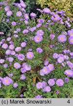 Symphyotrichum novi-belgii Patricia Ballard