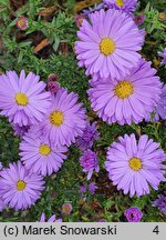 Symphyotrichum novi-belgii Patricia Ballard