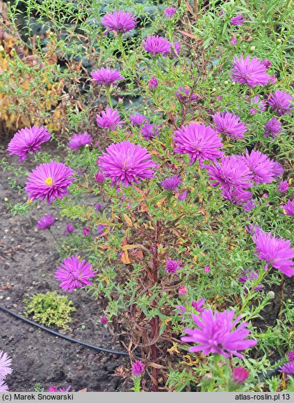 Symphyotrichum novi-belgii Fuldatal