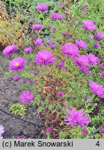 Symphyotrichum novi-belgii Fuldatal