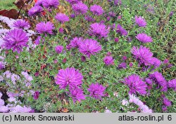 Symphyotrichum novi-belgii Fuldatal