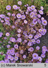 Symphyotrichum novi-belgii Royal Blue