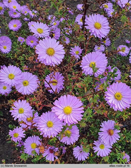 Symphyotrichum novi-belgii Royal Blue