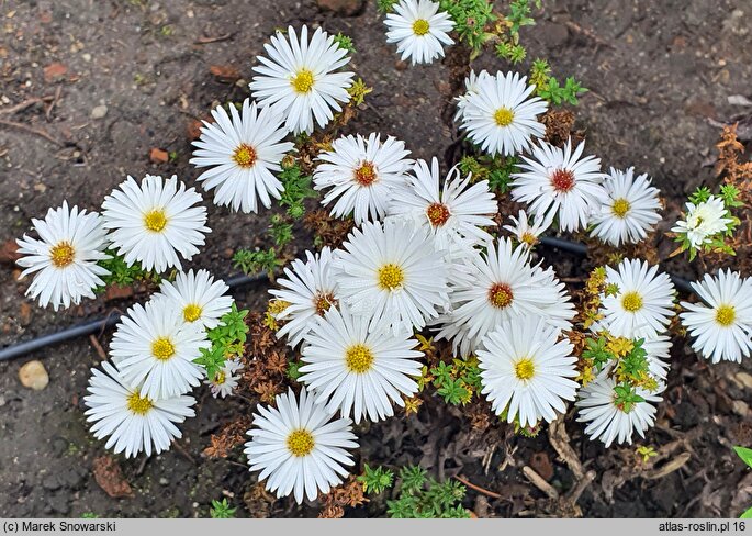 Symphyotrichum novi-belgii Blandie