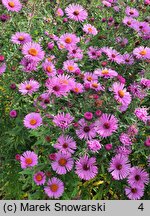 Symphyotrichum novae-angliae Roter Stern