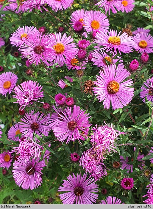 Symphyotrichum novae-angliae Roter Stern