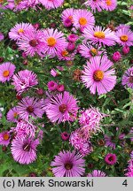 Symphyotrichum novae-angliae Roter Stern