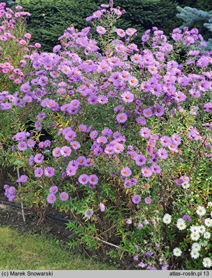 Symphyotrichum novae-angliae Violetta