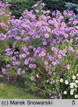 Symphyotrichum novae-angliae Violetta