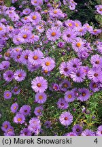 Symphyotrichum novae-angliae Violetta