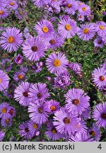 Symphyotrichum novae-angliae Violetta