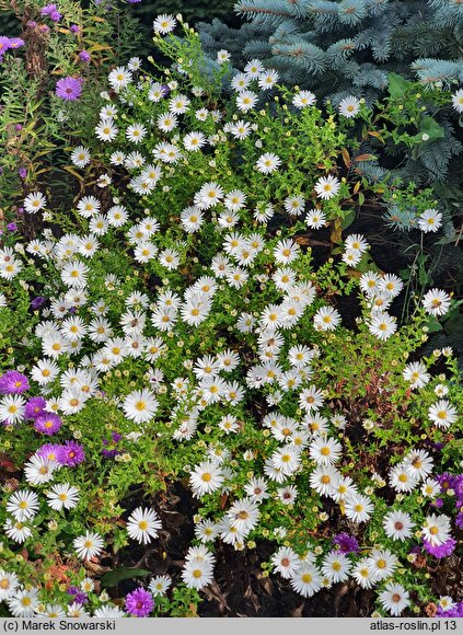 Symphyotrichum novi-belgii Weisses Wunder