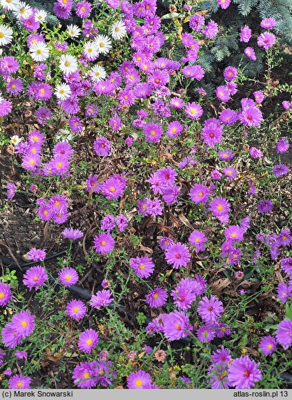 Symphyotrichum novi-belgii Eventide