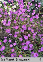 Symphyotrichum novi-belgii Eventide