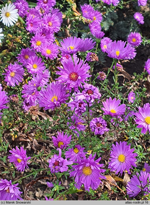 Symphyotrichum novi-belgii Eventide