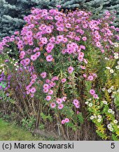 Symphyotrichum novae-angliae Barr's Pink