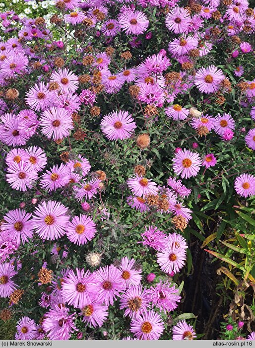 Symphyotrichum novae-angliae Barr's Pink