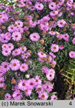 Symphyotrichum novae-angliae Barr's Pink