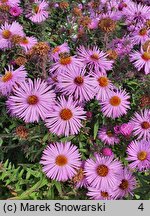 Symphyotrichum novae-angliae Barr's Pink