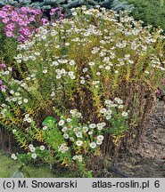 Symphyotrichum novae-angliae Herbstschnee