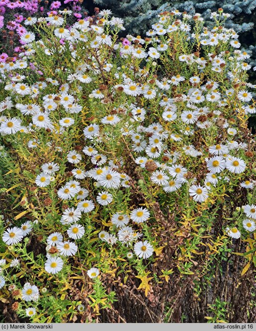 Symphyotrichum novae-angliae Herbstschnee