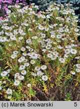 Symphyotrichum novae-angliae Herbstschnee