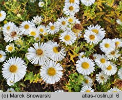 Symphyotrichum novae-angliae Herbstschnee