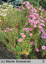 Symphyotrichum novae-angliae Rudelsburg