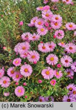 Symphyotrichum novae-angliae Rudelsburg