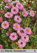 Symphyotrichum novae-angliae Rudelsburg