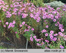 Symphyotrichum novae-angliae Harrington's Pink