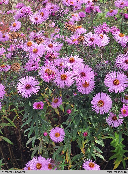 Symphyotrichum novae-angliae Harrington's Pink