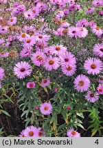 Symphyotrichum novae-angliae Harrington's Pink