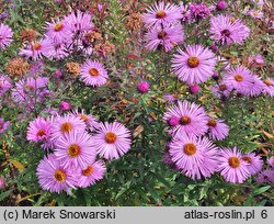 Symphyotrichum novae-angliae Harrington's Pink