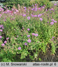 Symphyotrichum novae-angliae Barr's Blue