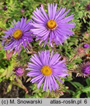 Symphyotrichum novae-angliae Barr's Blue