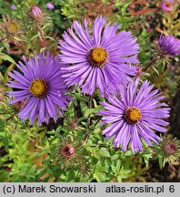 Symphyotrichum novae-angliae Barr's Blue