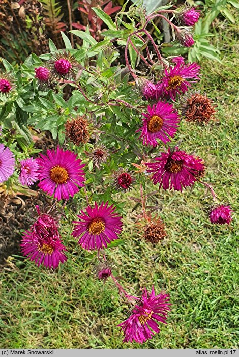 Symphyotrichum novae-angliae Septemberrubin