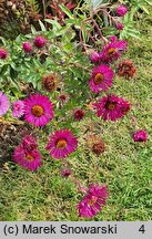 Symphyotrichum novae-angliae Septemberrubin