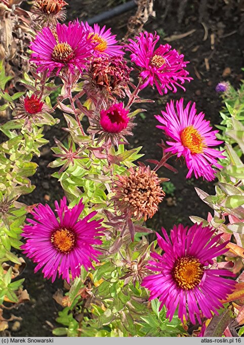 Symphyotrichum novae-angliae Septemberrubin