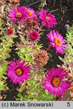 Symphyotrichum novae-angliae Septemberrubin