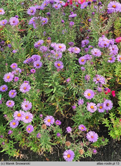 Symphyotrichum novae-angliae A. W. Bowman