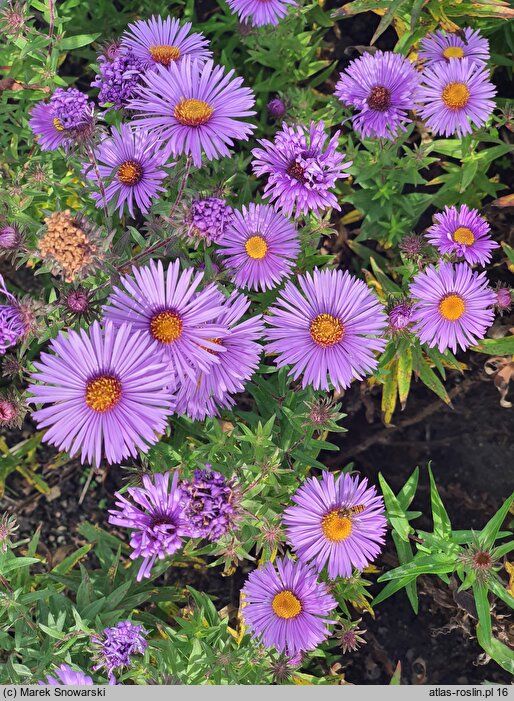 Symphyotrichum novae-angliae A. W. Bowman