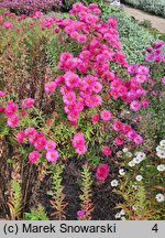 Symphyotrichum novae-angliae Alma Pötschke