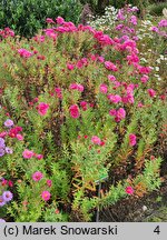 Symphyotrichum novae-angliae Alma Pötschke