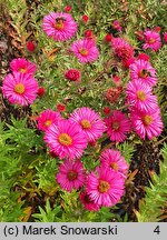 Symphyotrichum novae-angliae Alma Pötschke