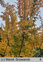 Lagerstroemia indica (lagerstremia indyjska)