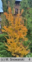 Lagerstroemia indica (lagerstremia indyjska)